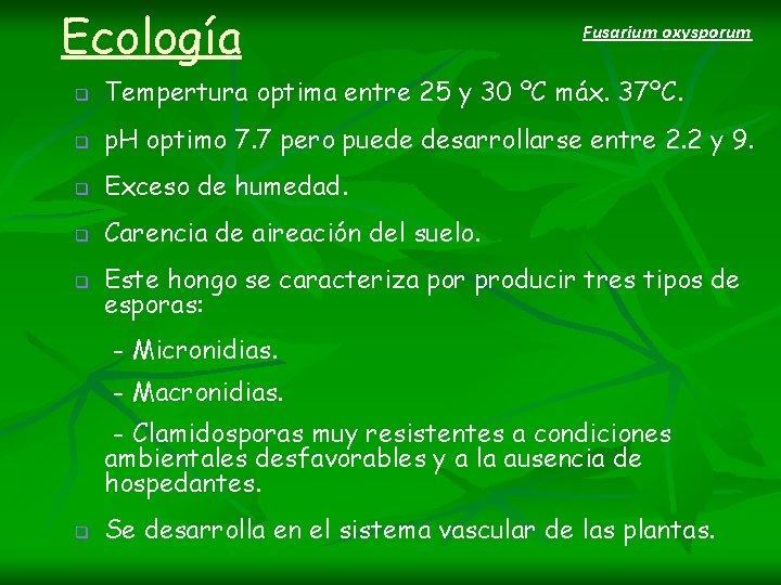 Ecología Fusarium oxysporum q Tempertura optima entre 25 y 30 ºC máx. 37ºC. q