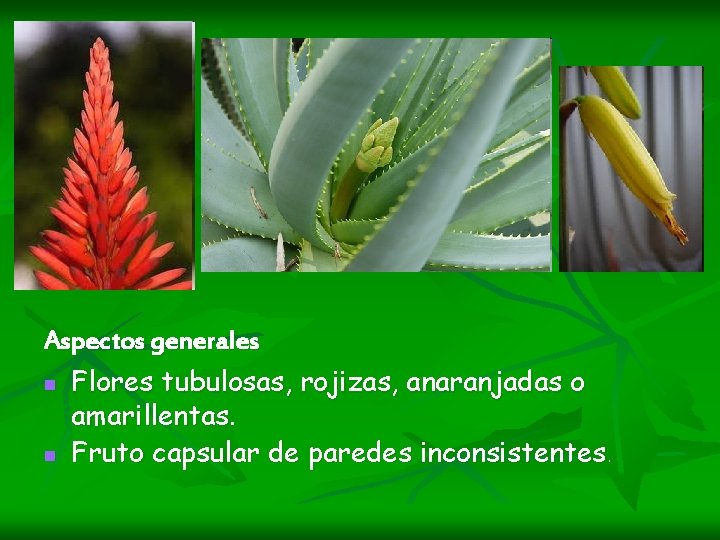 Aspectos generales n Flores tubulosas, rojizas, anaranjadas o amarillentas. n Fruto capsular de paredes