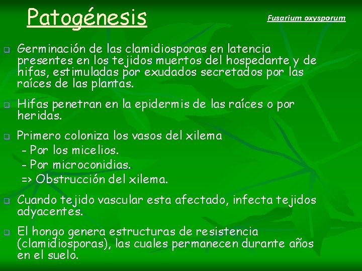 Patogénesis q q q Fusarium oxysporum Germinación de las clamidiosporas en latencia presentes en