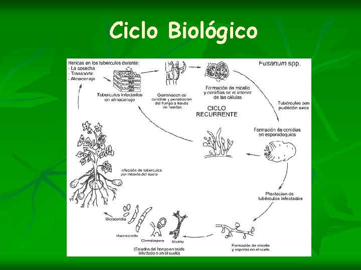 Ciclo Biológico 