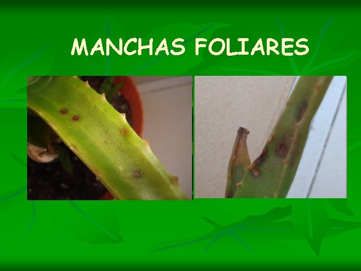 MANCHAS FOLIARES 