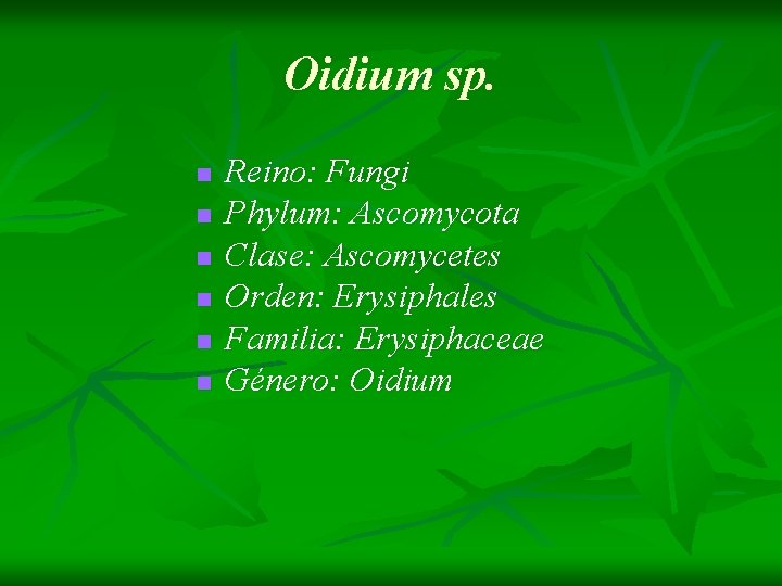 Oidium sp. n n n Reino: Fungi Phylum: Ascomycota Clase: Ascomycetes Orden: Erysiphales Familia: