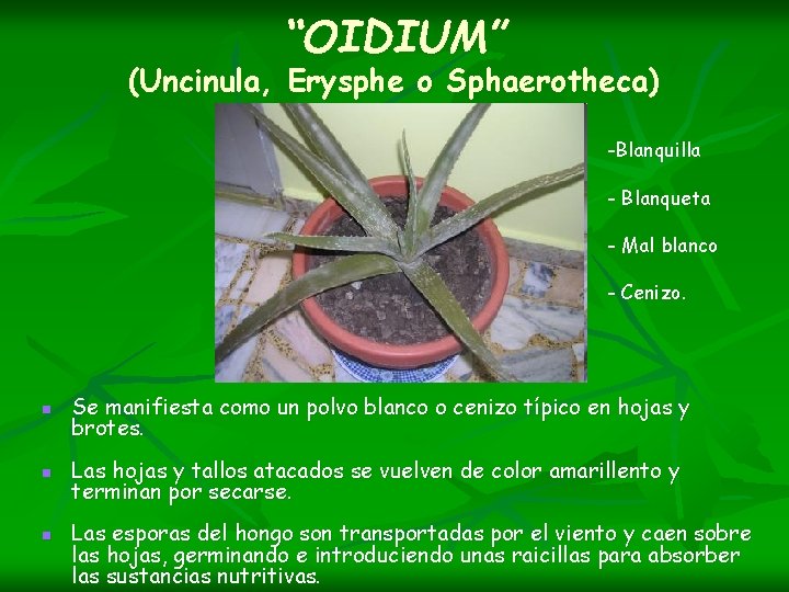 “OIDIUM” (Uncinula, Erysphe o Sphaerotheca) -Blanquilla - Blanqueta - Mal blanco - Cenizo. n