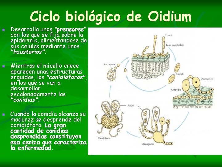 Ciclo biológico de Oidium n n n Desarrolla unos "prensores" con los que se