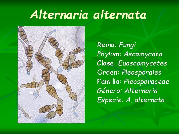 Alternaria alternata Reino: Fungi Phylum: Ascomycota Clase: Euascomycetes Orden: Pleosporales Familia: Pleosporaceae Género: Alternaria