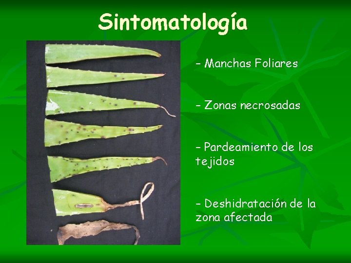 Sintomatología – Manchas Foliares – Zonas necrosadas – Pardeamiento de los tejidos – Deshidratación