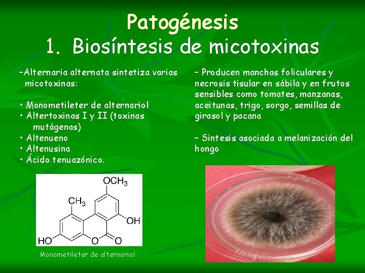 Patogénesis 1. Biosíntesis de micotoxinas –Alternaria alternata sintetiza varias micotoxinas: • Monometileter de alternariol