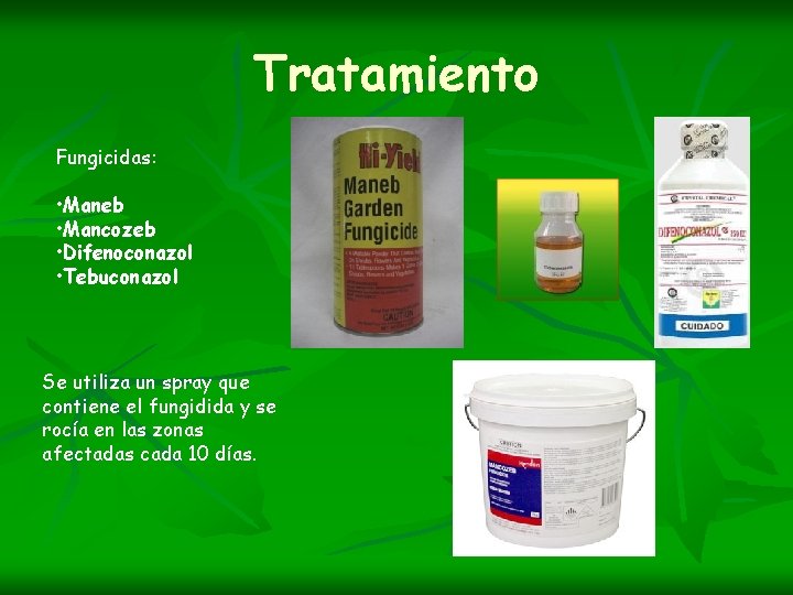 Tratamiento Fungicidas: • Maneb • Mancozeb • Difenoconazol • Tebuconazol Se utiliza un spray