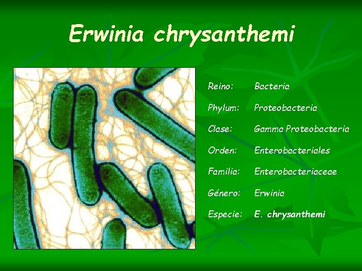 Erwinia chrysanthemi Reino: Bacteria Phylum: Proteobacteria Clase: Gamma Proteobacteria Orden: Enterobacteriales Familia: Enterobacteriaceae Género: