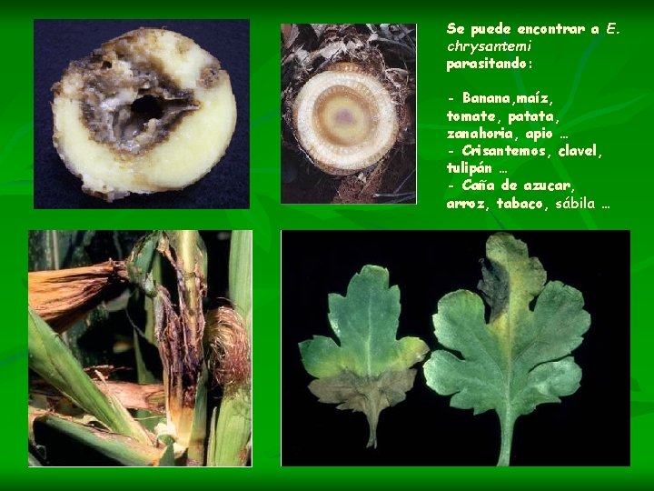 Se puede encontrar a E. chrysantemi parasitando: - Banana, maíz, tomate, patata, zanahoria, apio
