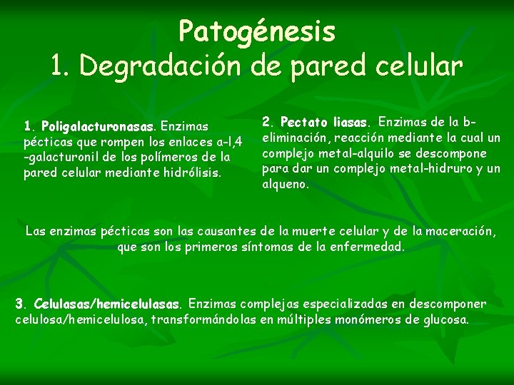 Patogénesis 1. Degradación de pared celular 1. Poligalacturonasas. Enzimas pécticas que rompen los enlaces