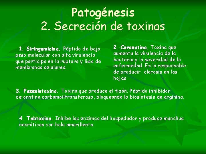 Patogénesis 2. Secreción de toxinas 1. Siringomicina. Péptido de bajo peso molecular con alta