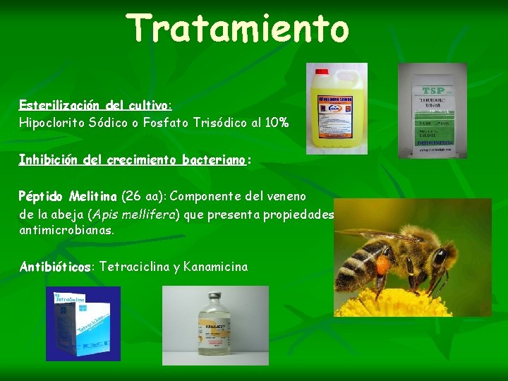 Tratamiento Esterilización del cultivo: Hipoclorito Sódico o Fosfato Trisódico al 10% Inhibición del crecimiento