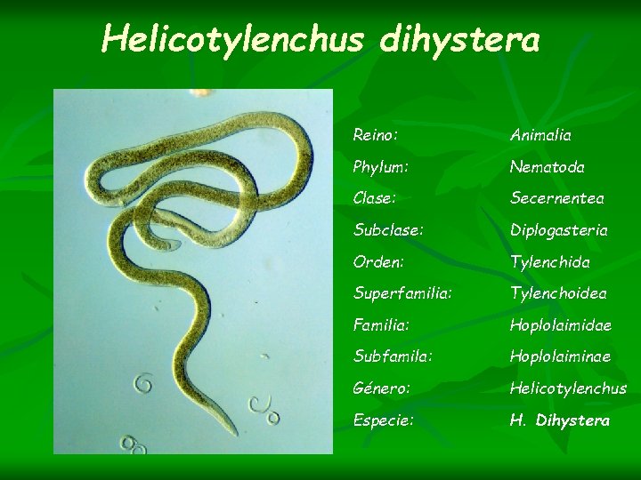 Helicotylenchus dihystera Reino: Animalia Phylum: Nematoda Clase: Secernentea Subclase: Diplogasteria Orden: Tylenchida Superfamilia: Tylenchoidea