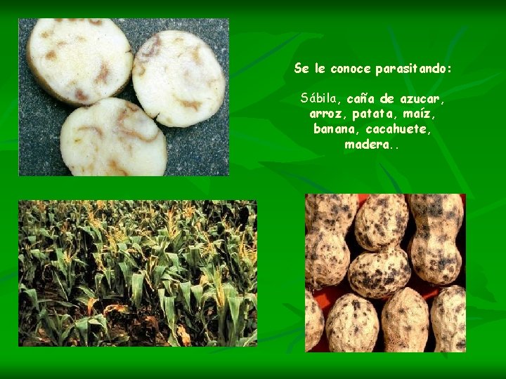 Se le conoce parasitando: Sábila, caña de azucar, arroz, patata, maíz, banana, cacahuete, madera.