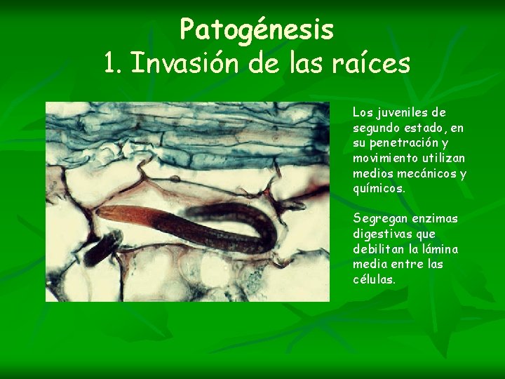 Patogénesis 1. Invasión de las raíces Los juveniles de segundo estado, en su penetración