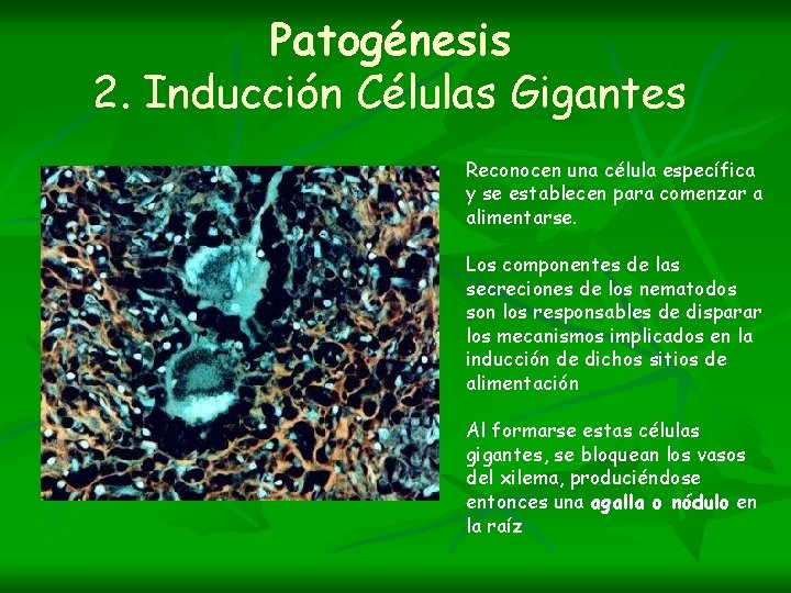 Patogénesis 2. Inducción Células Gigantes Reconocen una célula específica y se establecen para comenzar