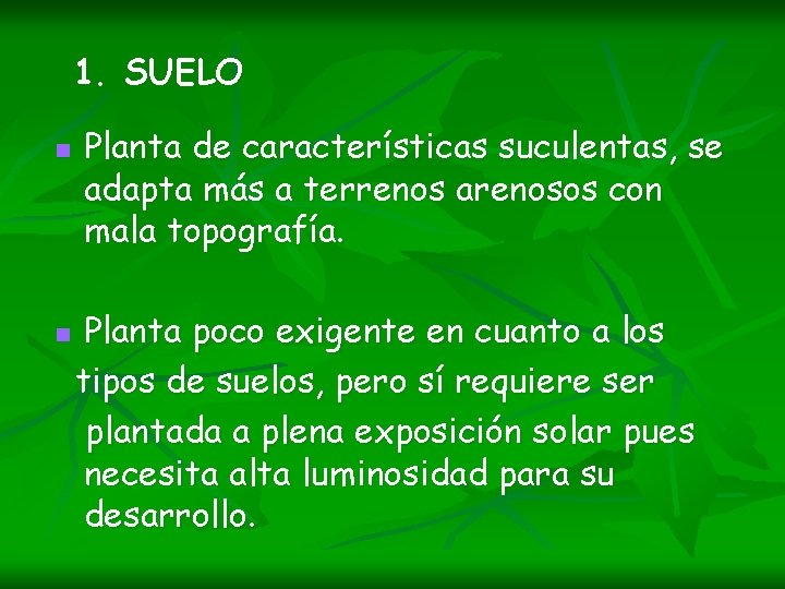 1. SUELO n n Planta de características suculentas, se adapta más a terrenos arenosos