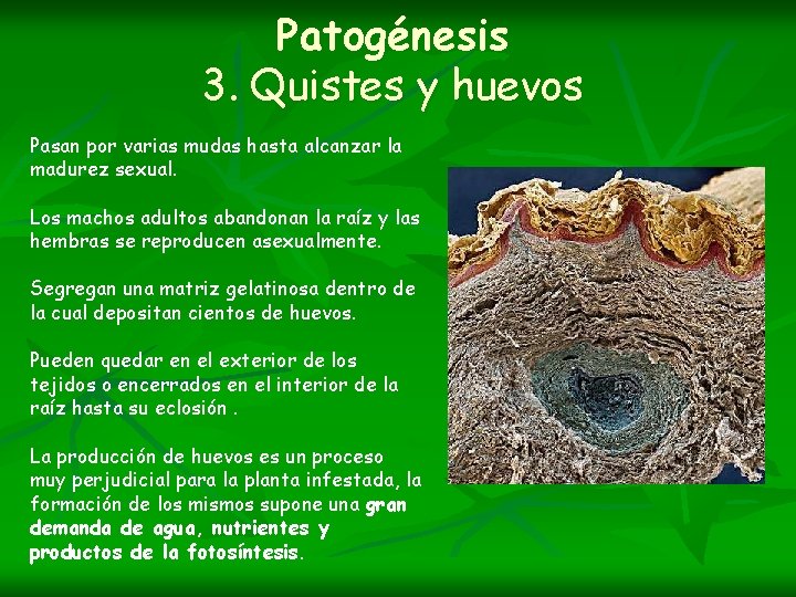 Patogénesis 3. Quistes y huevos Pasan por varias mudas hasta alcanzar la madurez sexual.