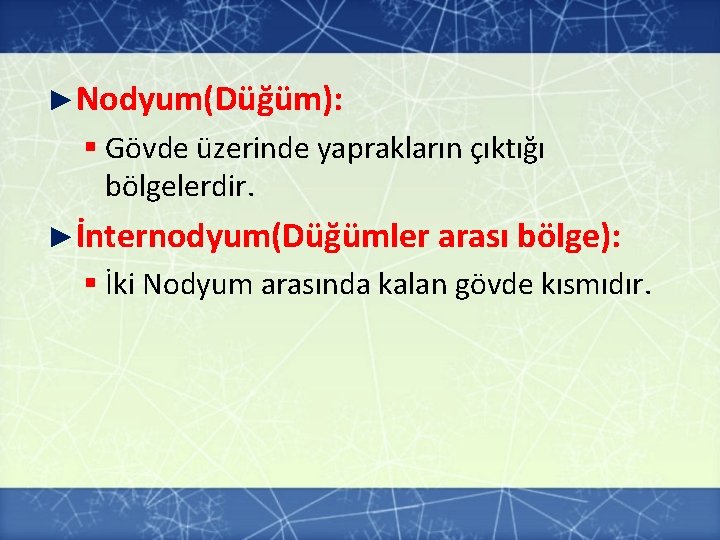 ►Nodyum(Düğüm): § Gövde üzerinde yaprakların çıktığı bölgelerdir. ►İnternodyum(Düğümler arası bölge): § İki Nodyum arasında ►Nodyum(Düğüm): § Gövde üzerinde yaprakların çıktığı bölgelerdir. ►İnternodyum(Düğümler arası bölge): § İki Nodyum arasında