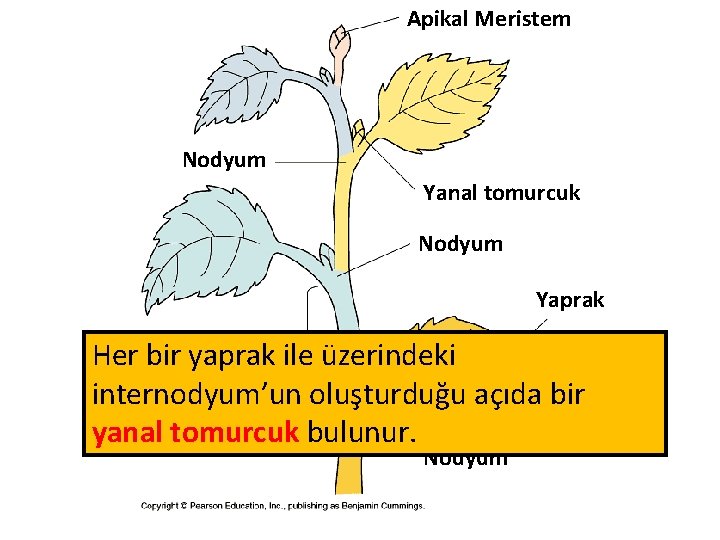 Apikal Meristem Nodyum Yanal tomurcuk Nodyum Yaprak Her bir yaprak ile üzerindeki İnternodyum internodyum’un Apikal Meristem Nodyum Yanal tomurcuk Nodyum Yaprak Her bir yaprak ile üzerindeki İnternodyum internodyum’un