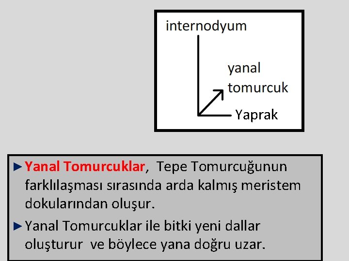 Yaprak ► Yanal Tomurcuklar, Tepe Tomurcuğunun farklılaşması sırasında arda kalmış meristem dokularından oluşur. ► Yaprak ► Yanal Tomurcuklar, Tepe Tomurcuğunun farklılaşması sırasında arda kalmış meristem dokularından oluşur. ►