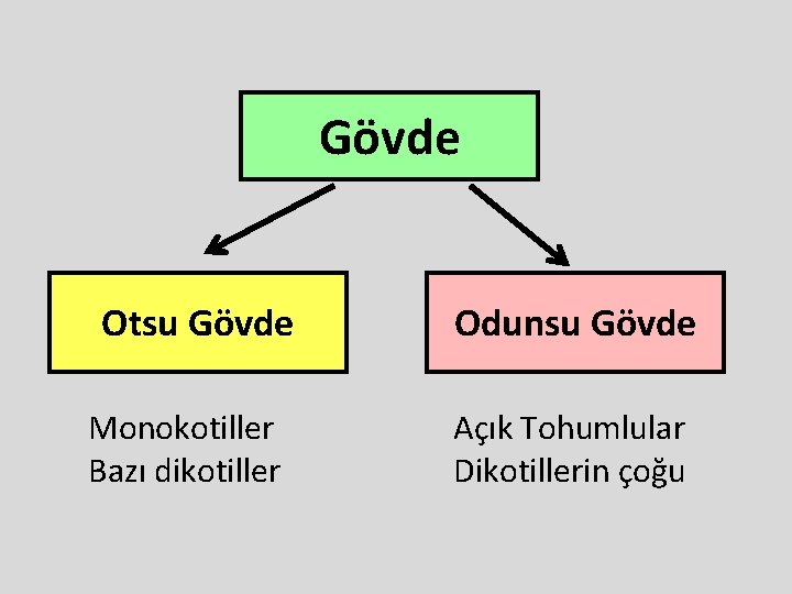 Gövde Otsu Gövde Monokotiller Bazı dikotiller Odunsu Gövde Açık Tohumlular Dikotillerin çoğu Gövde Otsu Gövde Monokotiller Bazı dikotiller Odunsu Gövde Açık Tohumlular Dikotillerin çoğu