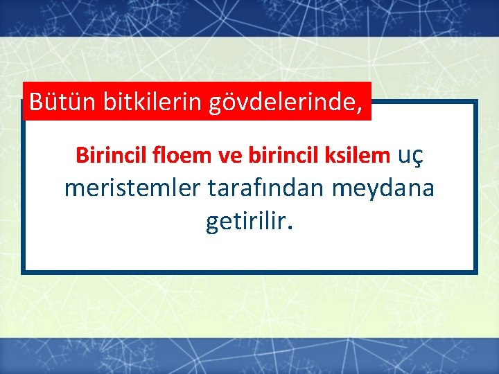 Bütün bitkilerin gövdelerinde, Birincil floem ve birincil ksilem uç meristemler tarafından meydana getirilir. Bütün bitkilerin gövdelerinde, Birincil floem ve birincil ksilem uç meristemler tarafından meydana getirilir.