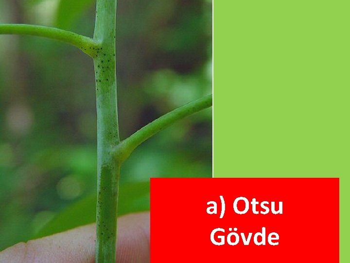 a) Otsu Gövde a) Otsu Gövde