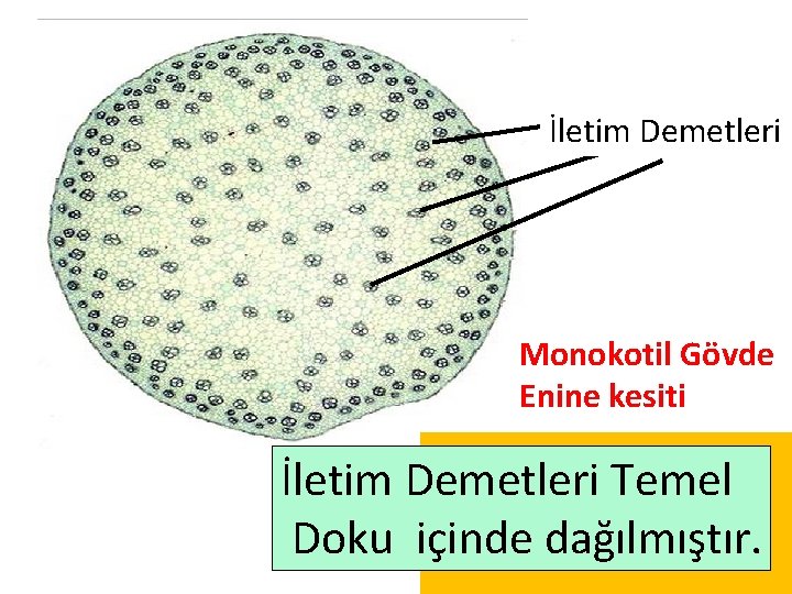 İletim Demetleri Monokotil Gövde Enine kesiti İletim Demetleri Temel Çok basit bir demet düzenlenmesi İletim Demetleri Monokotil Gövde Enine kesiti İletim Demetleri Temel Çok basit bir demet düzenlenmesi
