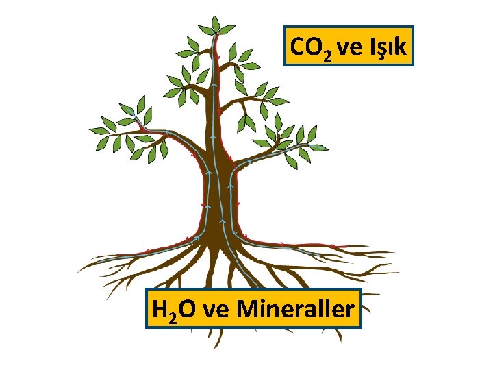 CO 2 ve Işık H 2 O ve Mineraller CO 2 ve Işık H 2 O ve Mineraller