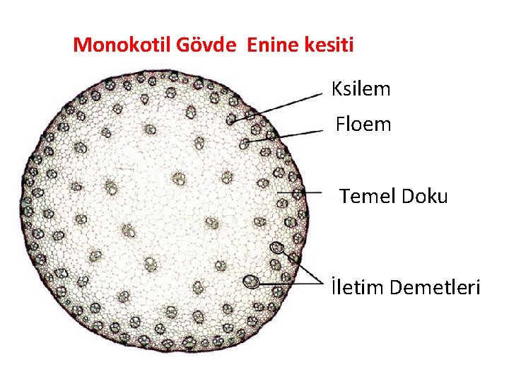 Monokotil Gövde Enine kesiti Ksilem Floem Temel Doku İletim Demetleri Monokotil Gövde Enine kesiti Ksilem Floem Temel Doku İletim Demetleri