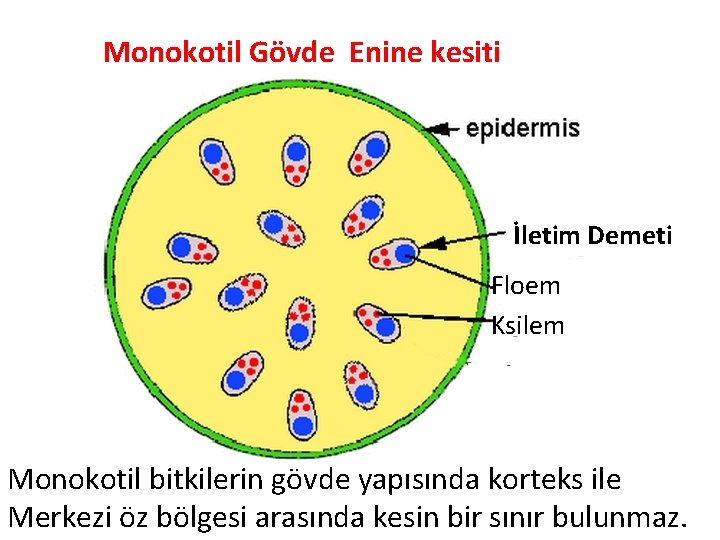 Monokotil Gövde Enine kesiti İletim Demeti Floem Ksilem Monokotil bitkilerin gövde yapısında korteks ile Monokotil Gövde Enine kesiti İletim Demeti Floem Ksilem Monokotil bitkilerin gövde yapısında korteks ile