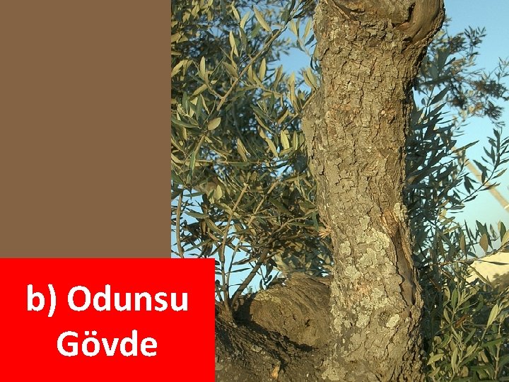 b) Odunsu Gövde b) Odunsu Gövde