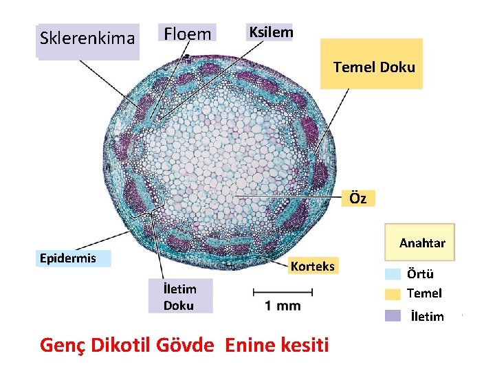 Sklerenkima Floem Ksilem Temel Doku Öz Anahtar Epidermis Korteks İletim Doku Genç Dikotil Gövde Sklerenkima Floem Ksilem Temel Doku Öz Anahtar Epidermis Korteks İletim Doku Genç Dikotil Gövde