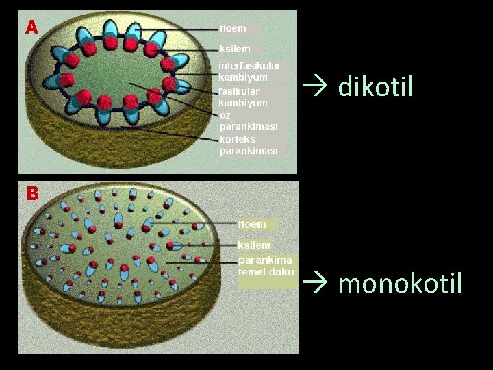 A dikotil B monokotil A dikotil B monokotil