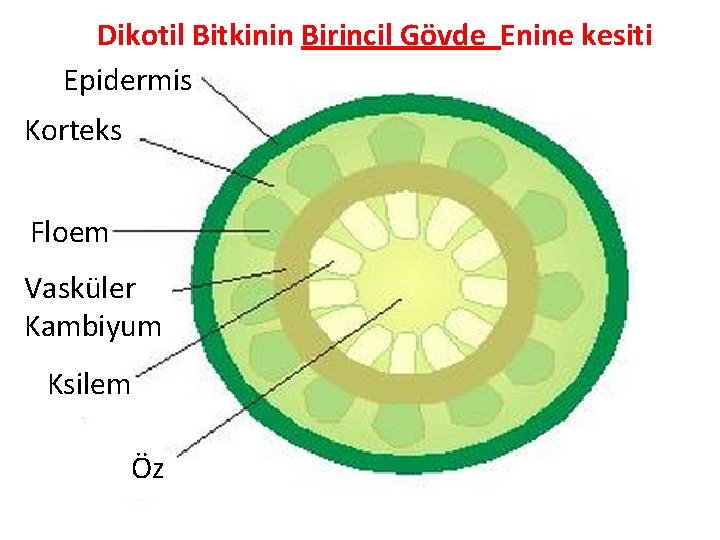 Dikotil Bitkinin Birincil Gövde Enine kesiti Epidermis Korteks Floem Vasküler Kambiyum Ksilem Öz Dikotil Bitkinin Birincil Gövde Enine kesiti Epidermis Korteks Floem Vasküler Kambiyum Ksilem Öz