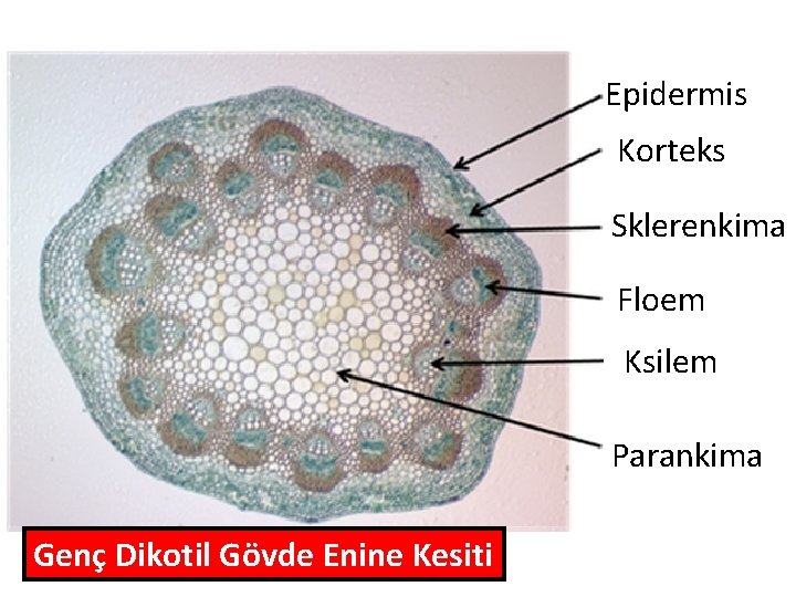 Epidermis Korteks Sklerenkima Floem Ksilem Parankima Genç Dikotil Gövde Enine Kesiti Epidermis Korteks Sklerenkima Floem Ksilem Parankima Genç Dikotil Gövde Enine Kesiti