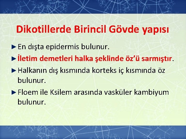 Dikotillerde Birincil Gövde yapısı ► En dışta epidermis bulunur. ► İletim demetleri halka şeklinde Dikotillerde Birincil Gövde yapısı ► En dışta epidermis bulunur. ► İletim demetleri halka şeklinde