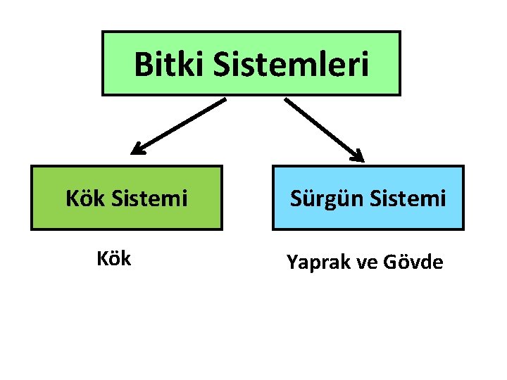 Bitki Sistemleri Kök Sistemi Kök Sürgün Sistemi Yaprak ve Gövde Bitki Sistemleri Kök Sistemi Kök Sürgün Sistemi Yaprak ve Gövde