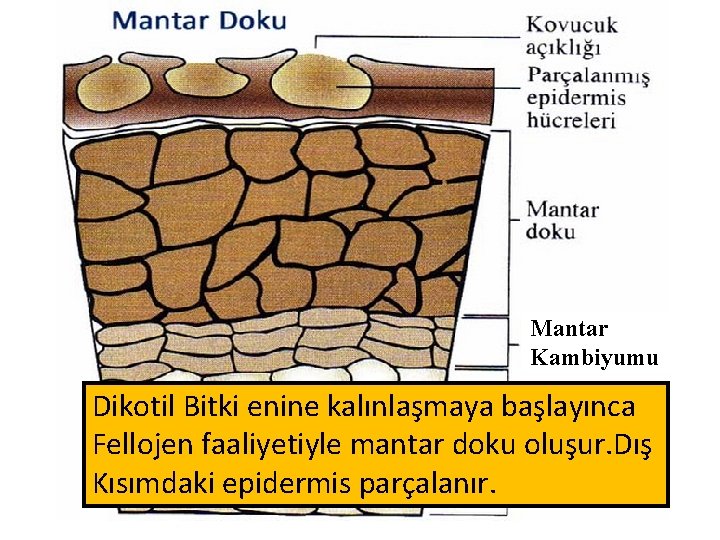 Mantar Kambiyumu Dikotil Bitki enine kalınlaşmaya başlayınca Fellojen faaliyetiyle mantar doku oluşur. Dış Kısımdaki Mantar Kambiyumu Dikotil Bitki enine kalınlaşmaya başlayınca Fellojen faaliyetiyle mantar doku oluşur. Dış Kısımdaki