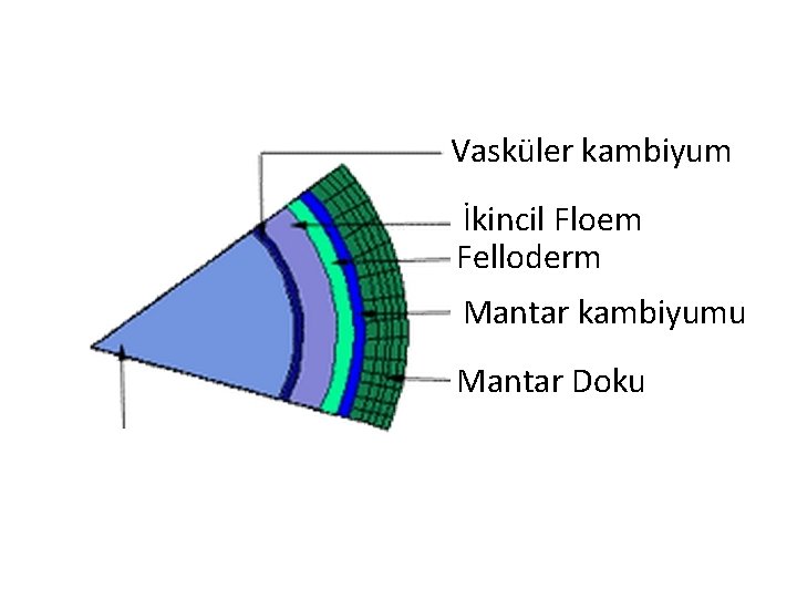 Vasküler kambiyum İkincil Floem Felloderm Mantar kambiyumu Mantar Doku Vasküler kambiyum İkincil Floem Felloderm Mantar kambiyumu Mantar Doku