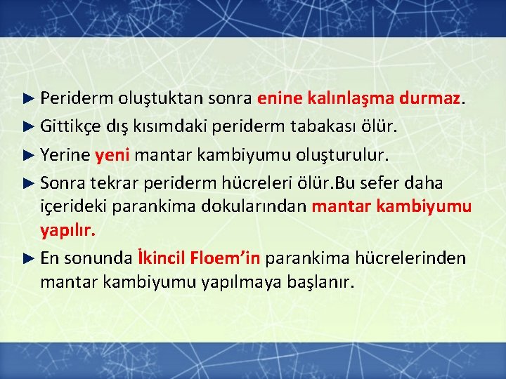 ► Periderm oluştuktan sonra enine kalınlaşma durmaz. ► Gittikçe dış kısımdaki periderm tabakası ölür. ► Periderm oluştuktan sonra enine kalınlaşma durmaz. ► Gittikçe dış kısımdaki periderm tabakası ölür.