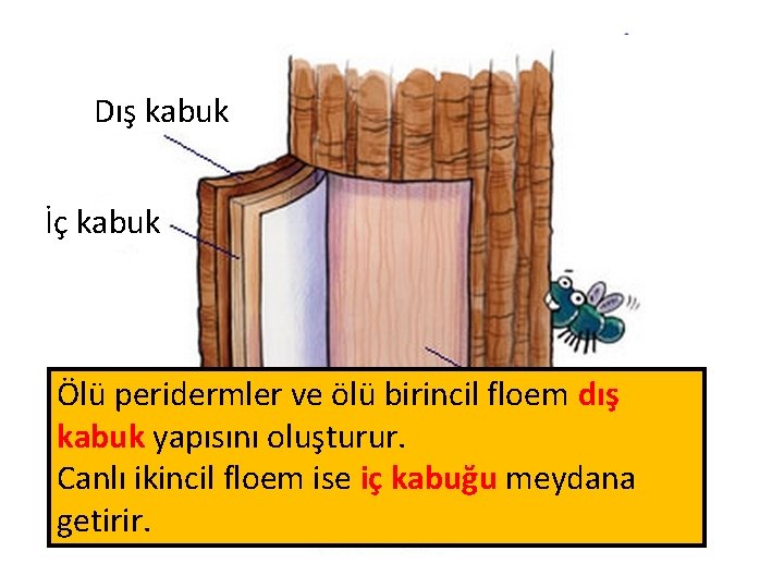 Dış kabuk İç kabuk Ölü peridermler ve ölü birincil floem dış Odun kabuk yapısını Dış kabuk İç kabuk Ölü peridermler ve ölü birincil floem dış Odun kabuk yapısını