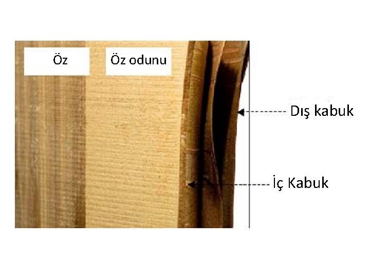 Öz Öz odunu Dış kabuk İç Kabuk Öz Öz odunu Dış kabuk İç Kabuk