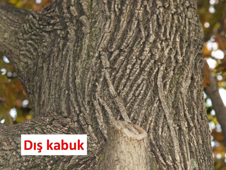Dış kabuk Dış kabuk