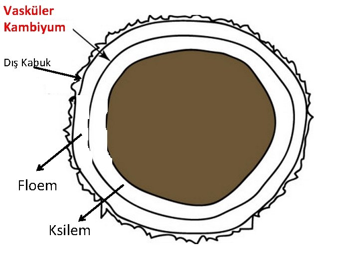 Vasküler Kambiyum Dış Kabuk Floem Ksilem Vasküler Kambiyum Dış Kabuk Floem Ksilem