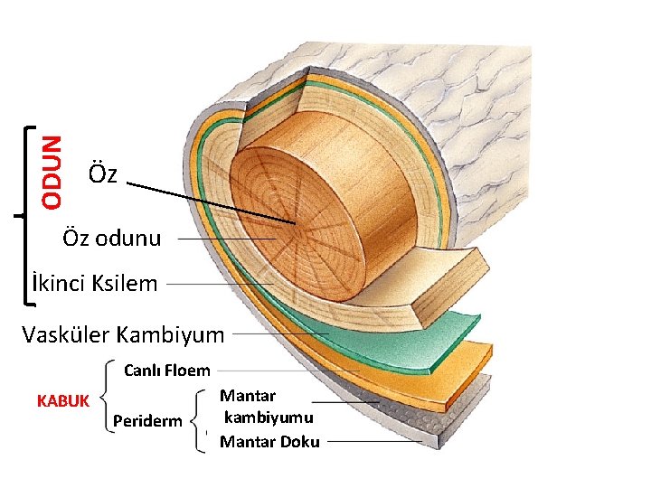 ODUN Öz Öz odunu İkinci Ksilem Vasküler Kambiyum Canlı Floem KABUK Periderm Mantar kambiyumu ODUN Öz Öz odunu İkinci Ksilem Vasküler Kambiyum Canlı Floem KABUK Periderm Mantar kambiyumu