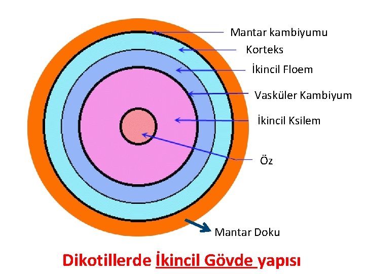 Mantar kambiyumu Korteks İkincil Floem Vasküler Kambiyum İkincil Ksilem Öz Mantar Doku Dikotillerde İkincil Mantar kambiyumu Korteks İkincil Floem Vasküler Kambiyum İkincil Ksilem Öz Mantar Doku Dikotillerde İkincil