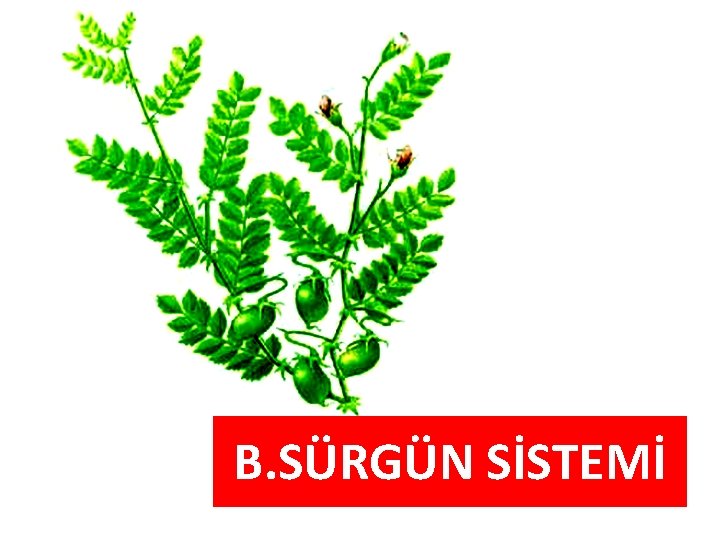 B. SÜRGÜN SİSTEMİ B. SÜRGÜN SİSTEMİ